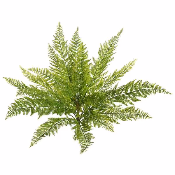 Lace Fern X18 Greenery Bush - 20 in.